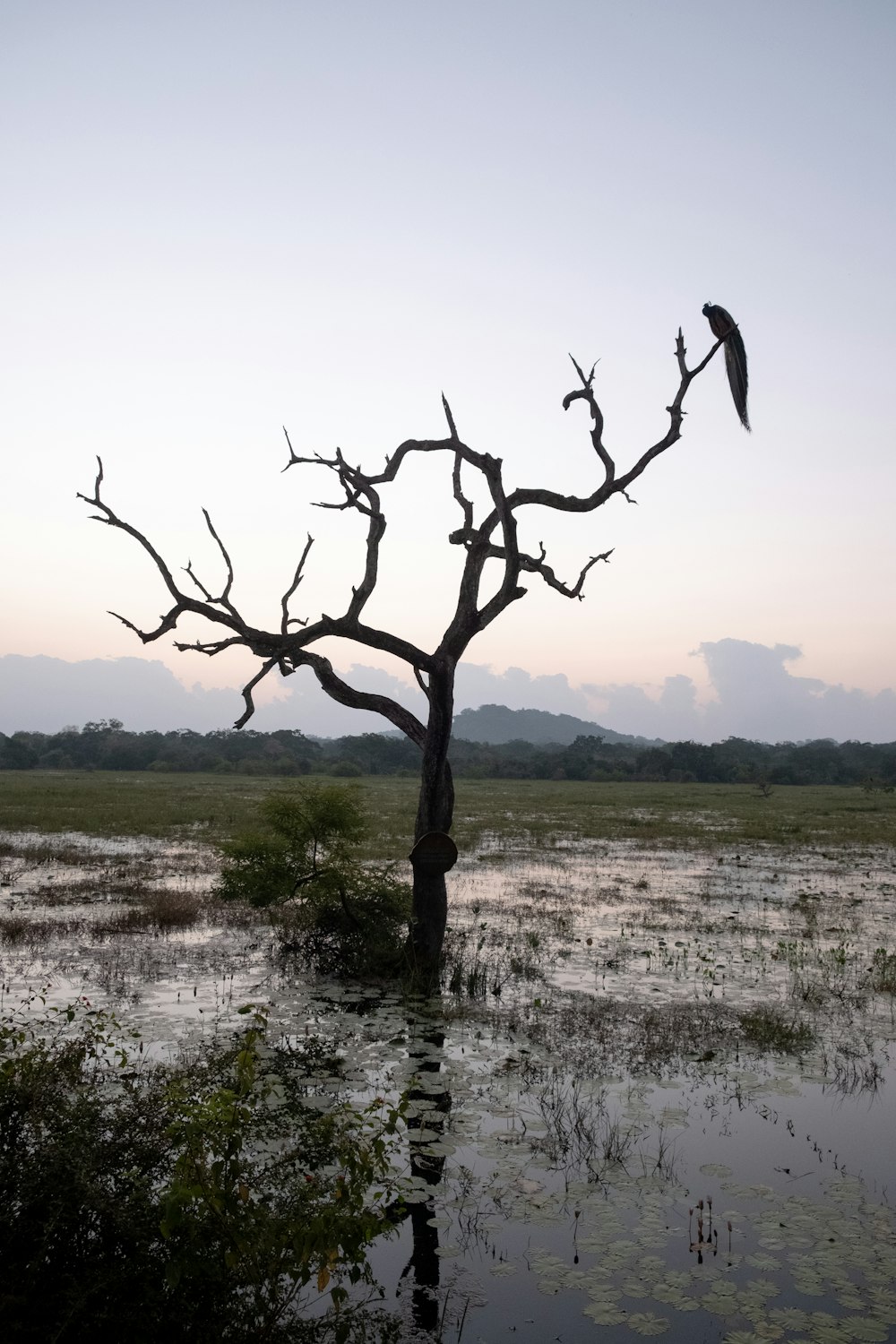 leafless tree on body of water during daytime