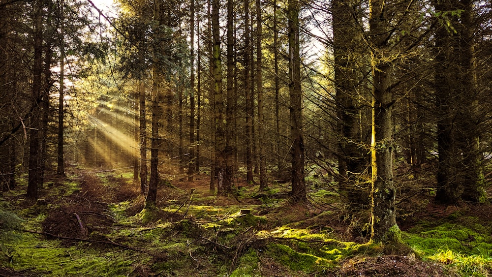 green trees on forest during daytime