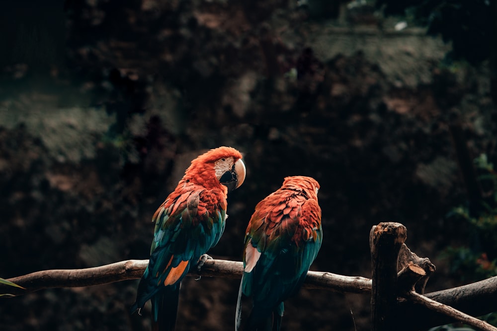 red and blue bird on brown tree branch