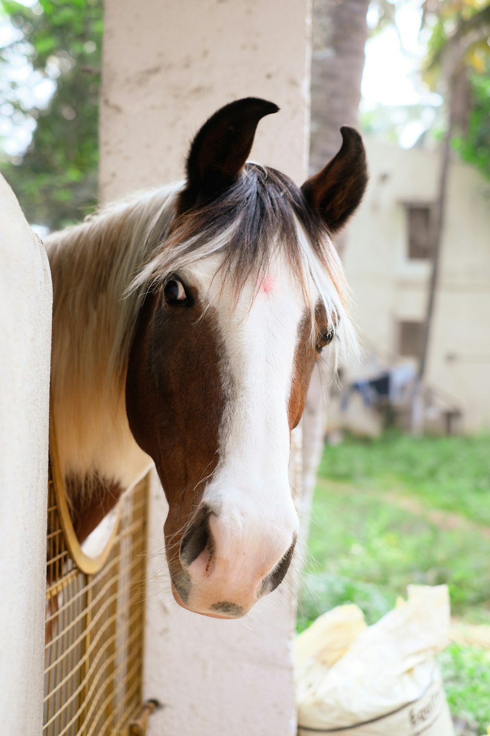 Caballo marrón y blanco en un campo de hierba verde durante el día