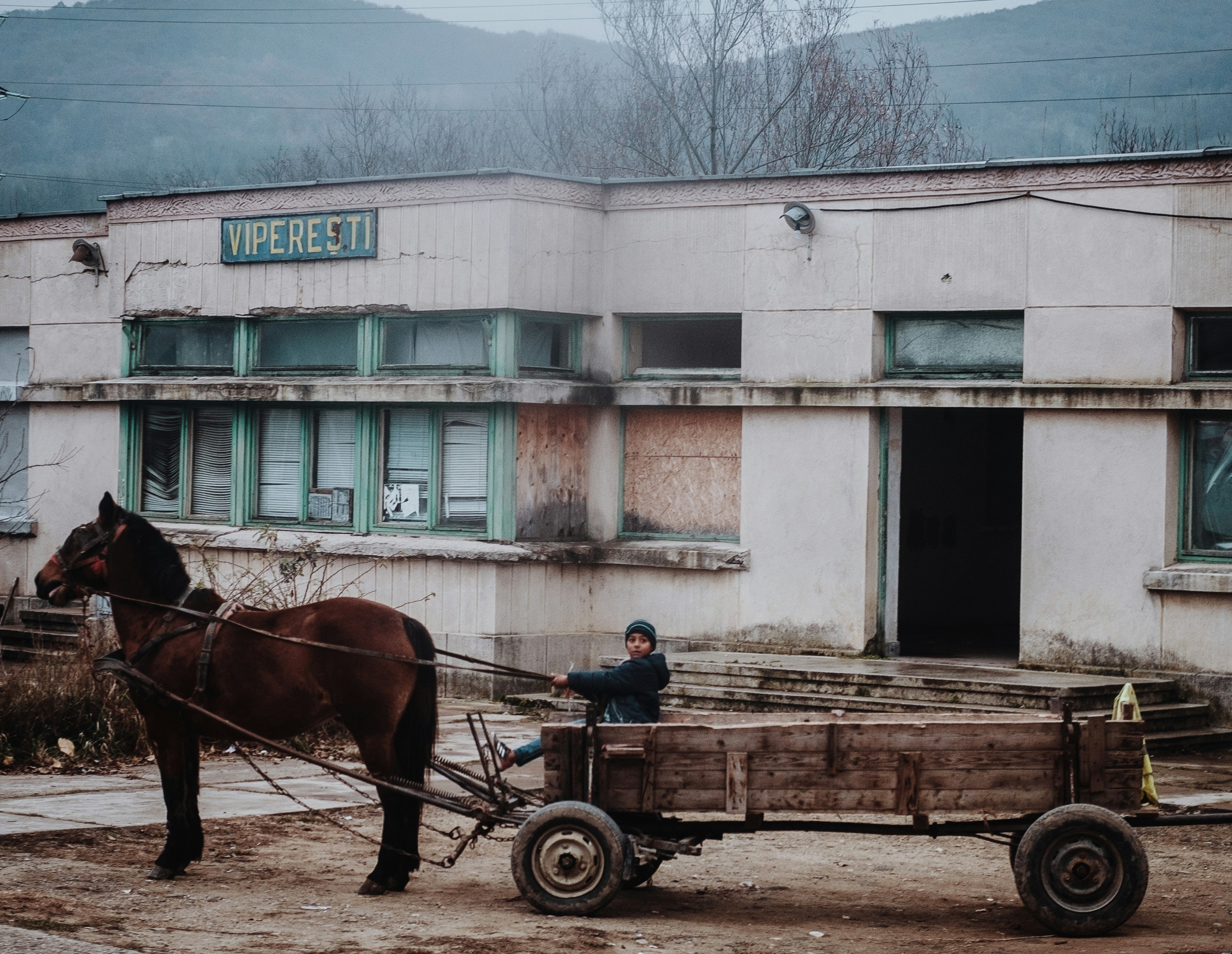 brown horse with carriage on street during daytime
