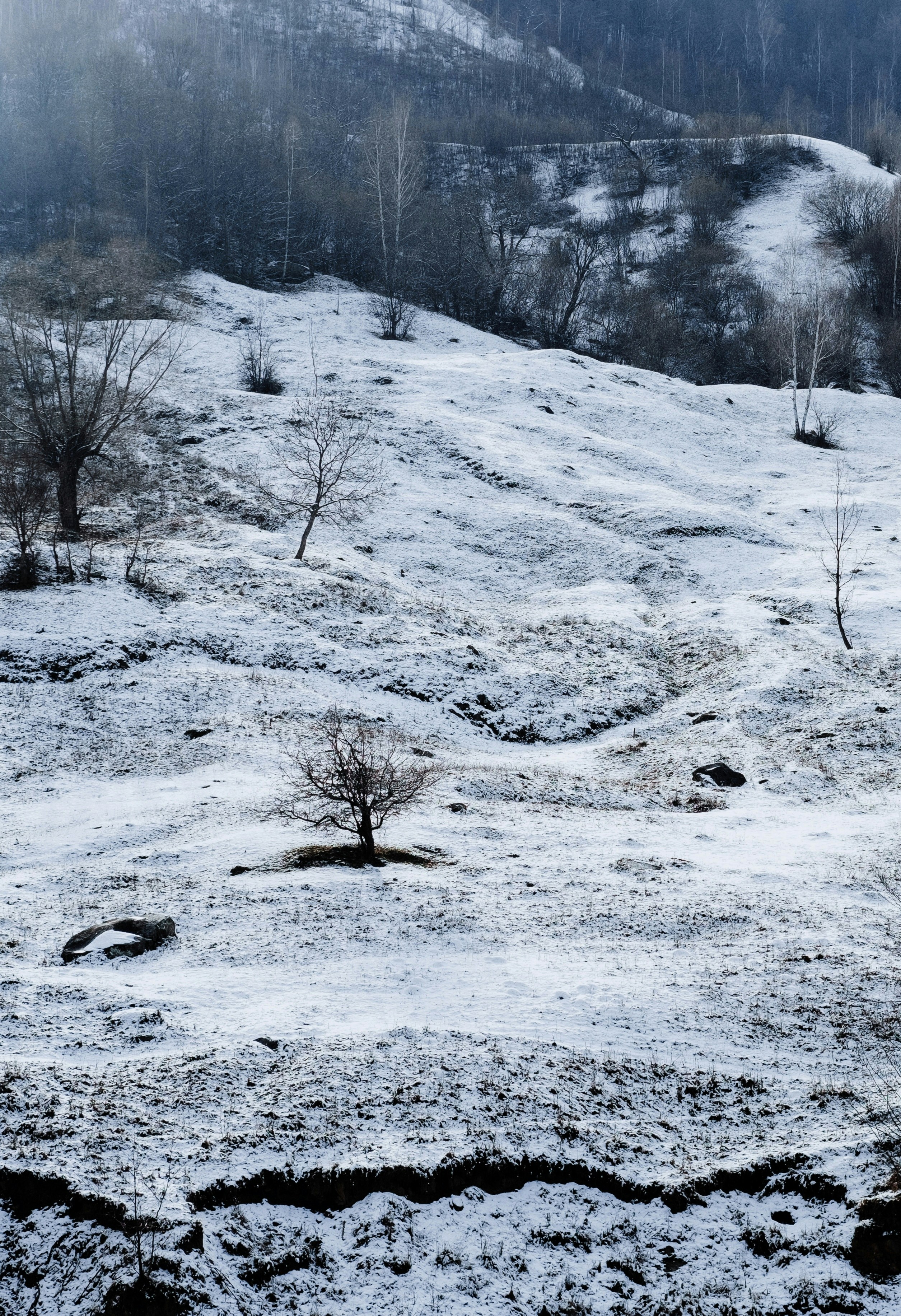 snow covered field and trees during daytime