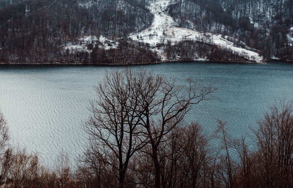 bare tree near body of water and snow covered mountain during daytime