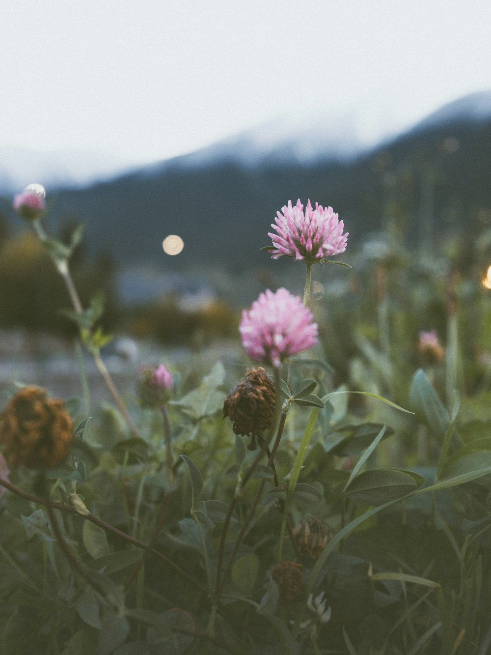 pink flower in the field during daytime