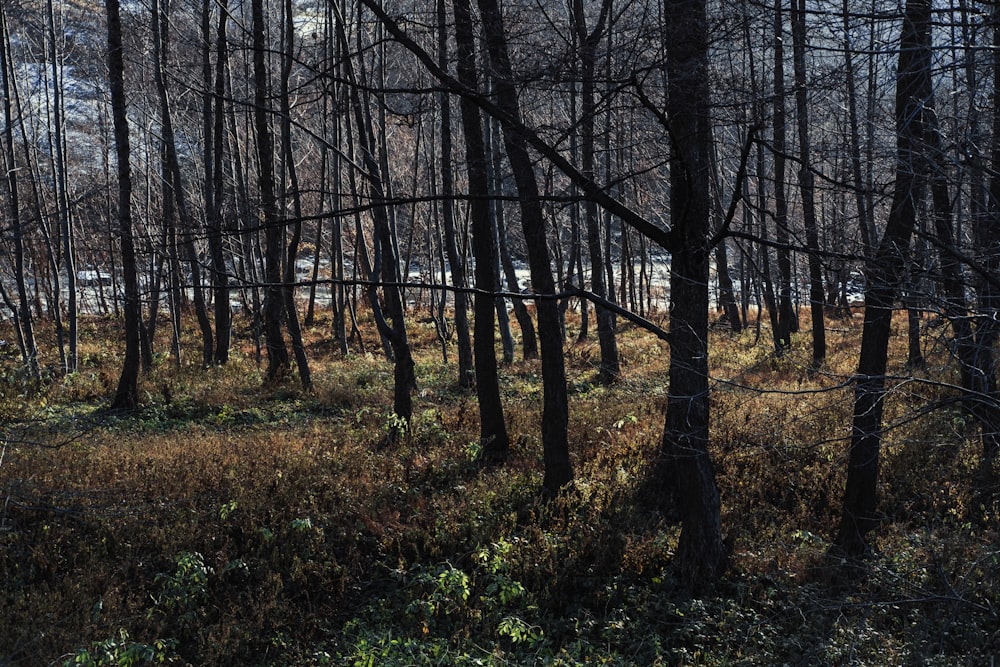 green grass and brown trees