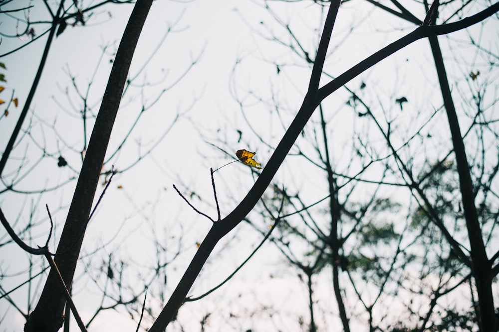 a small yellow bird sitting on top of a tree branch