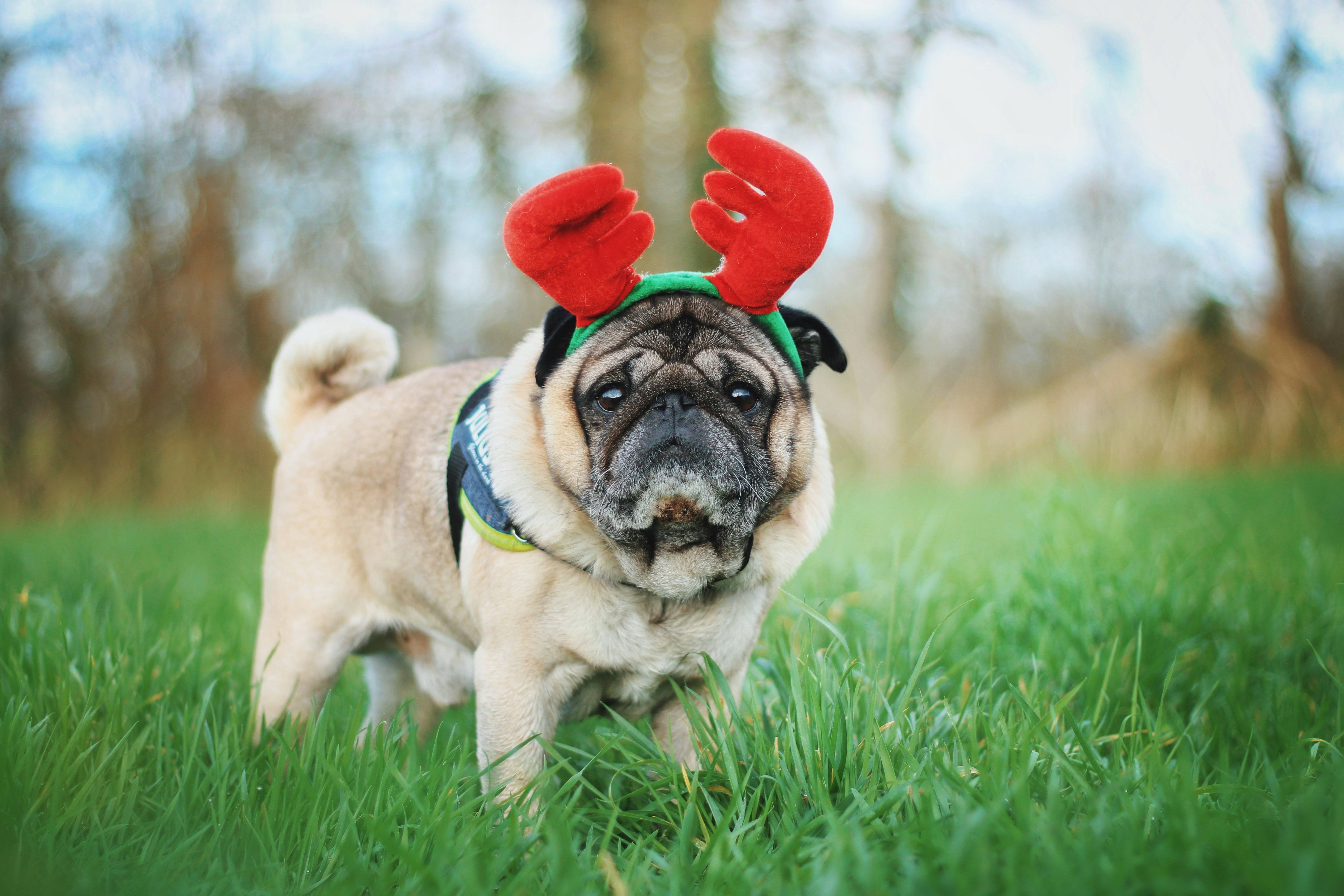 Christmas Dog Pictures | Download Free Images on Unsplash
