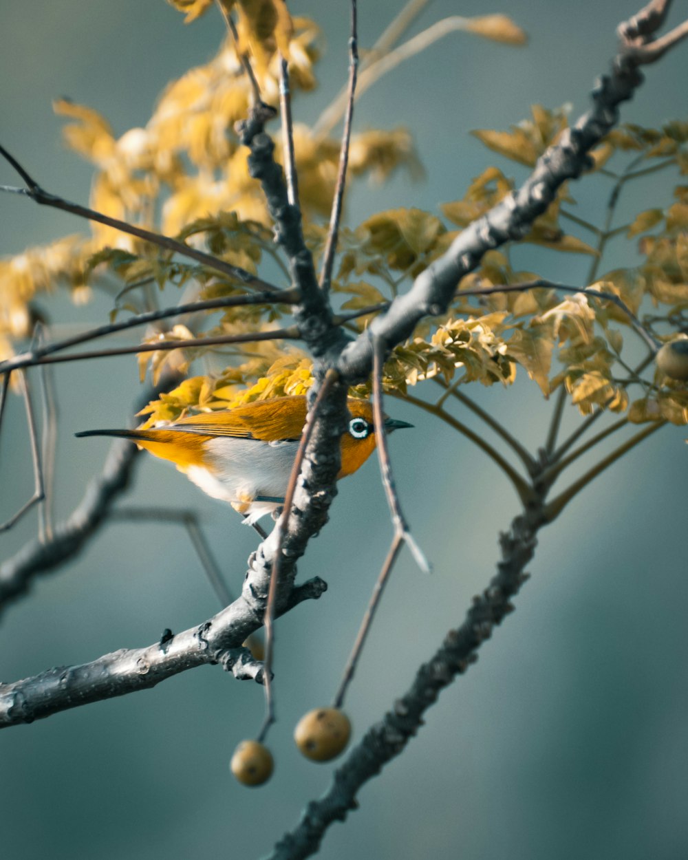 yellow and white bird on tree branch