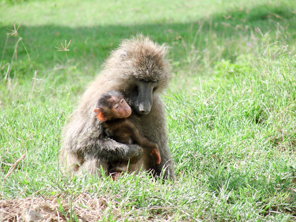 brown monkey on green grass field during daytime