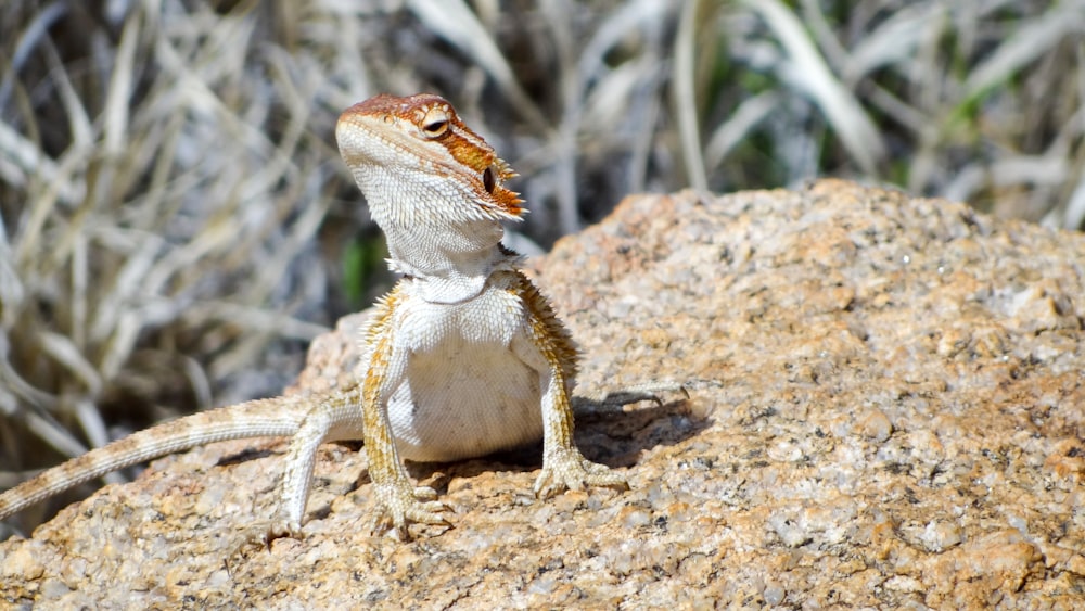 brown and white lizard on brown rock during daytime