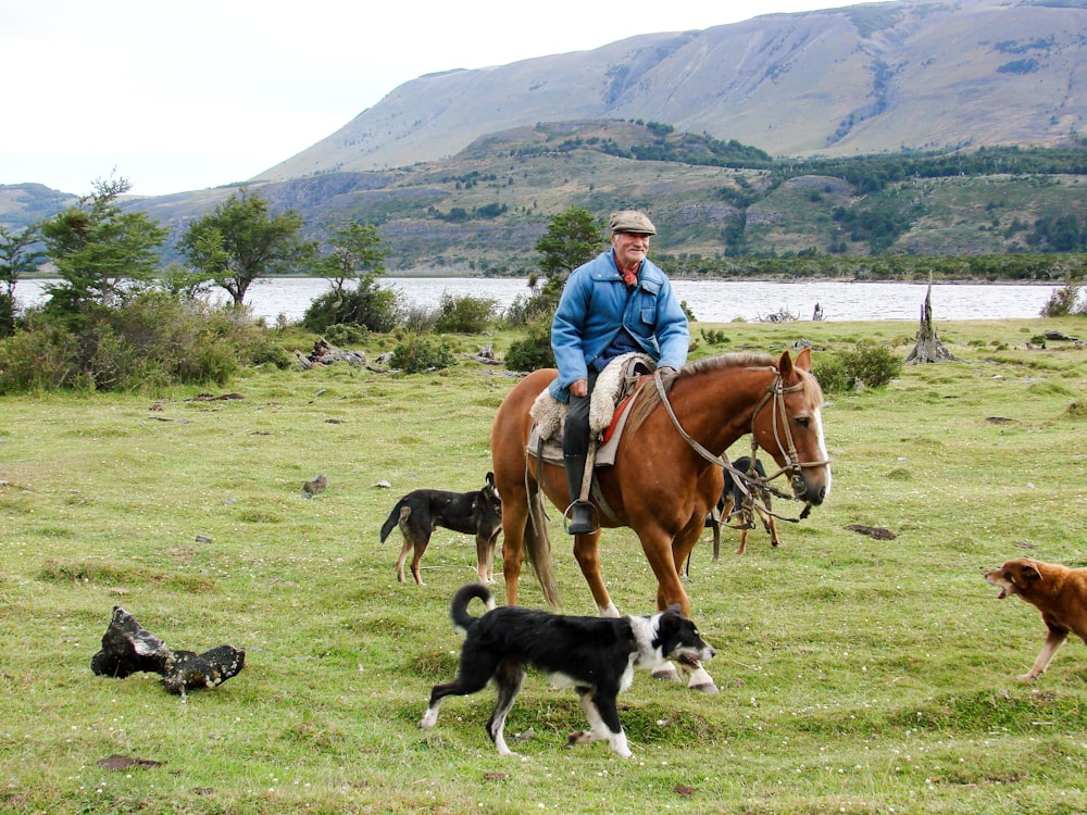 woman in blue jacket riding brown horse during daytime