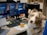 A dog with light brown and white fur is sitting in front of a desk with multiple computer monitors and office supplies. The dog is looking directly at the camera with striking blue eyes. The desk is cluttered with a keyboard, a laptop, headphones, and a yellow cup. The monitors display a welcome message and some technical details.
