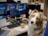 A dog with light brown and white fur is sitting in front of a desk with multiple computer monitors and office supplies. The dog is looking directly at the camera with striking blue eyes. The desk is cluttered with a keyboard, a laptop, headphones, and a yellow cup. The monitors display a welcome message and some technical details.