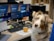 A dog with light brown and white fur is sitting in front of a desk with multiple computer monitors and office supplies. The dog is looking directly at the camera with striking blue eyes. The desk is cluttered with a keyboard, a laptop, headphones, and a yellow cup. The monitors display a welcome message and some technical details.
