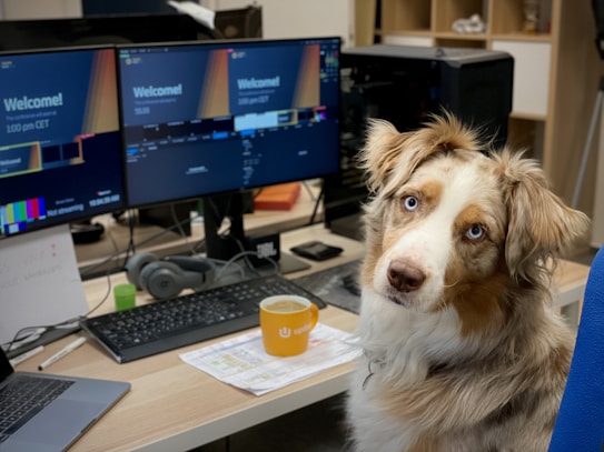 A dog with light brown and white fur is sitting in front of a desk with multiple computer monitors and office supplies. The dog is looking directly at the camera with striking blue eyes. The desk is cluttered with a keyboard, a laptop, headphones, and a yellow cup. The monitors display a welcome message and some technical details.