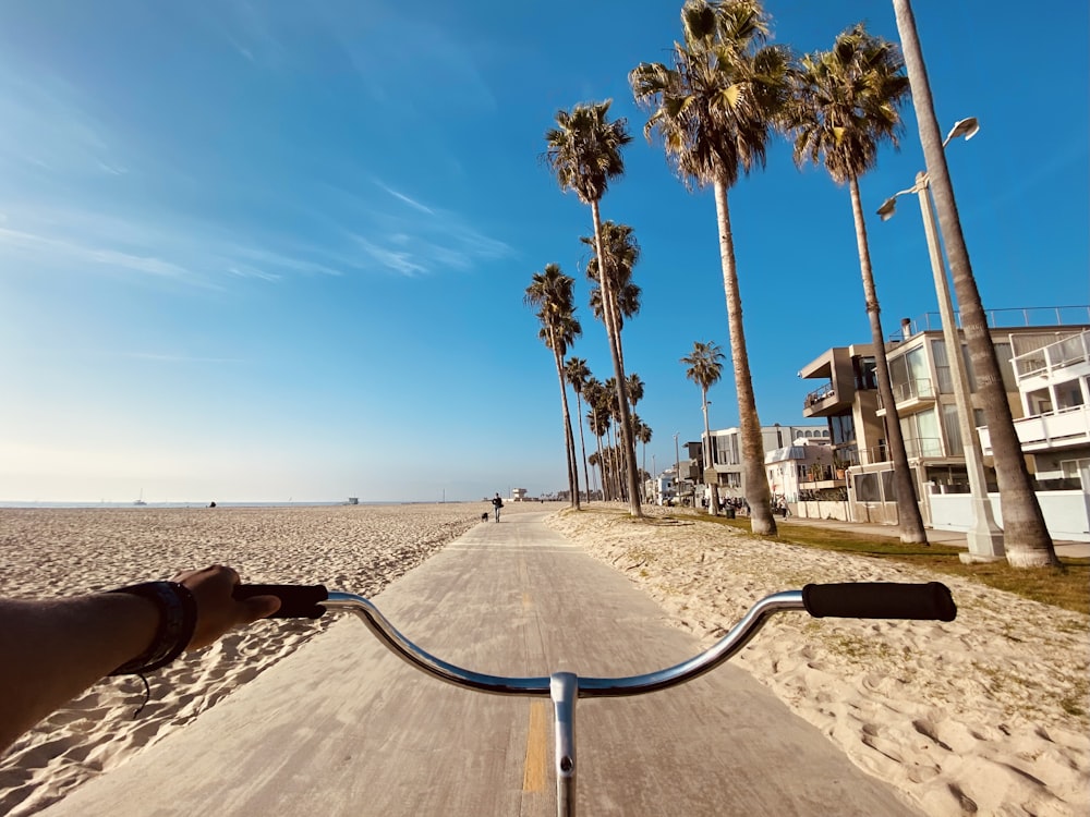 palm trees on beach shore during daytime