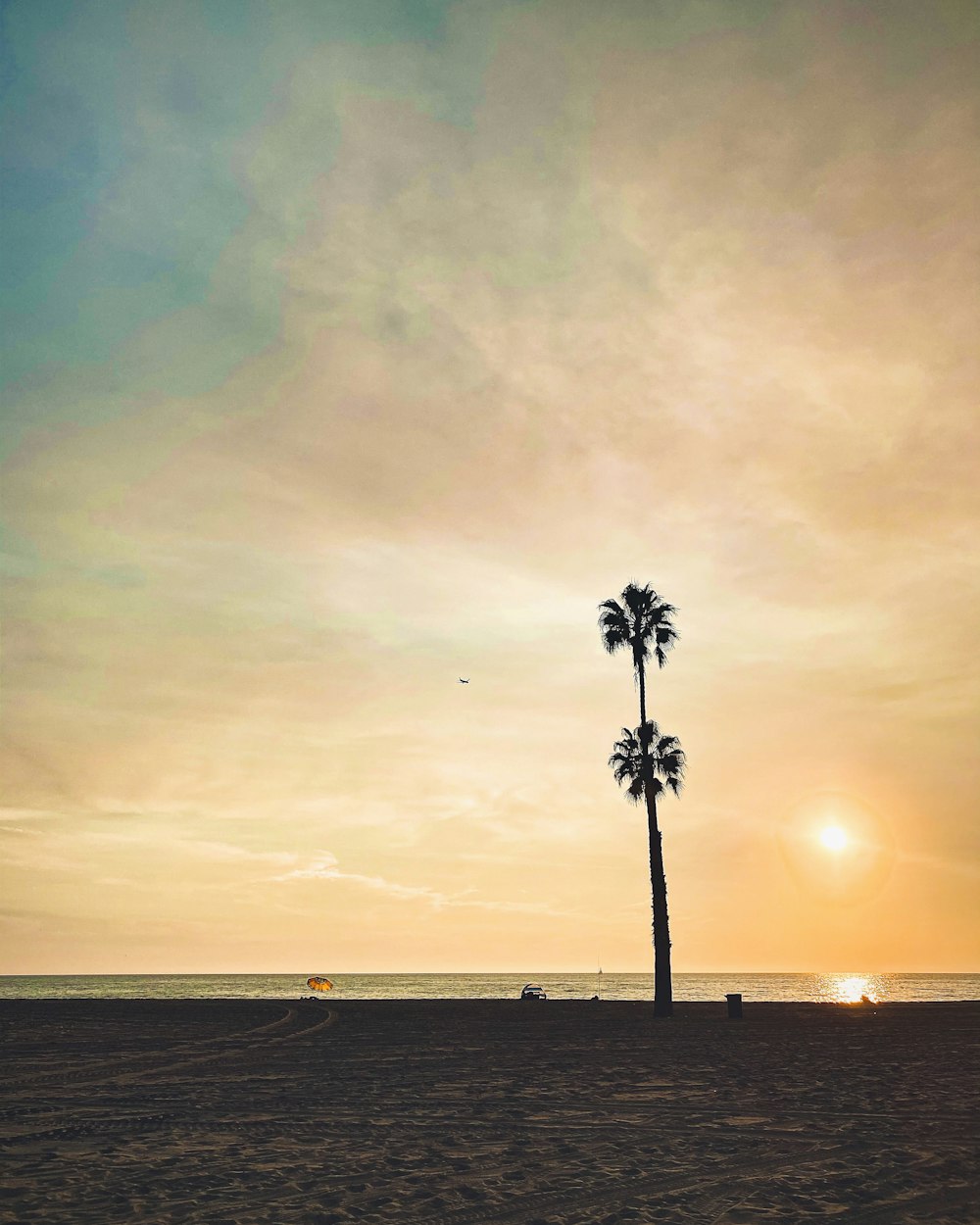 palm tree on beach during sunset