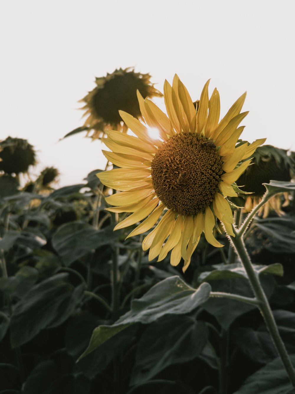 yellow sunflower in close up photography