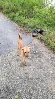 A small brown dog stands on a gravel path bordered by lush green vegetation. A pile of stones is visible off to the side amidst the grass.