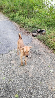 A small brown dog stands on a gravel path bordered by lush green vegetation. A pile of stones is visible off to the side amidst the grass.