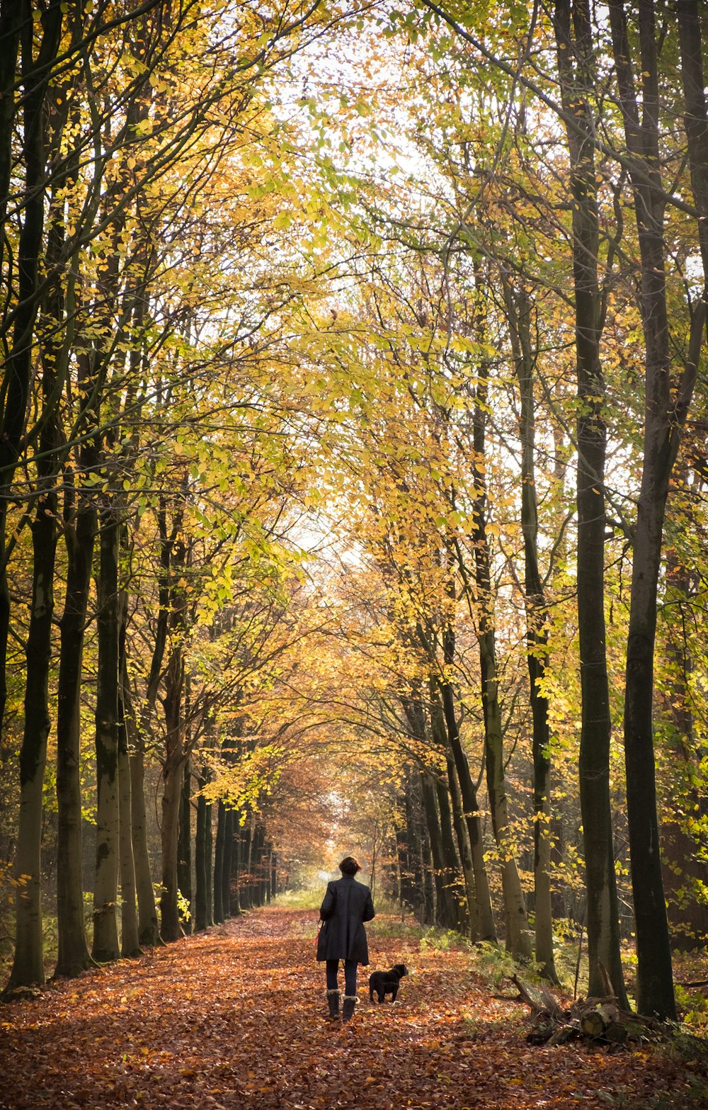 Persona in giacca nera che cammina sul sentiero tra gli alberi durante il giorno