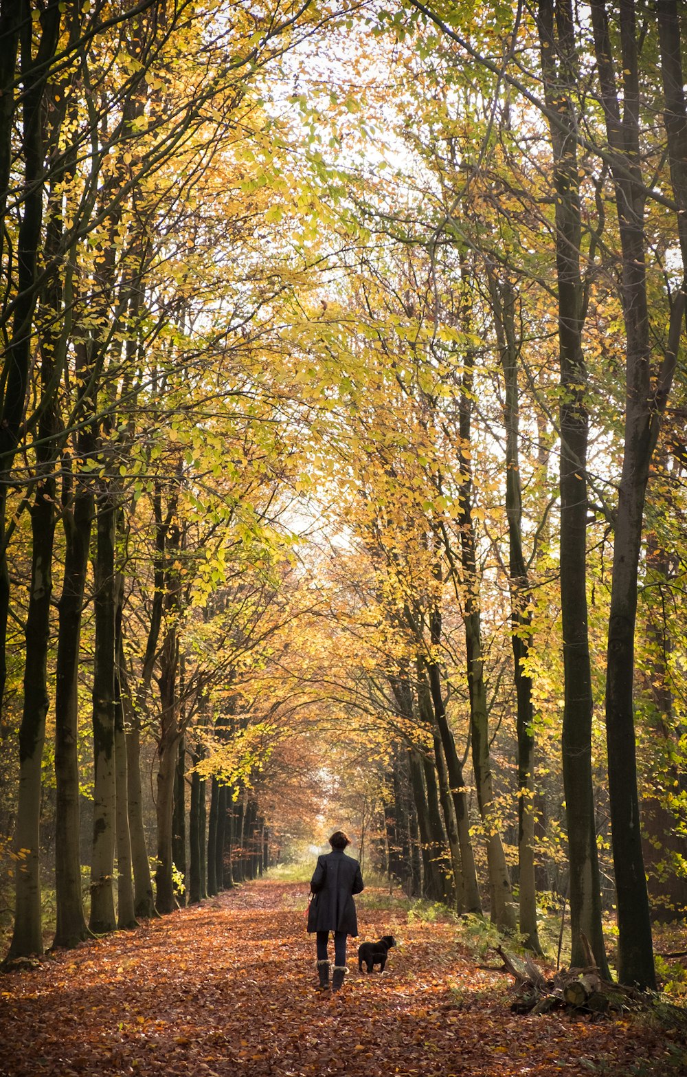 person in black jacket walking on pathway between trees during daytime