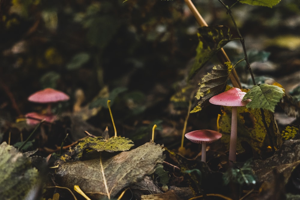 Fungo rosso e bianco sul terreno