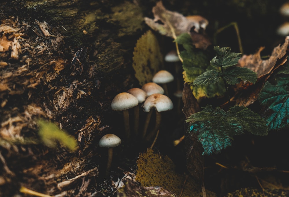 white mushrooms on brown tree trunk