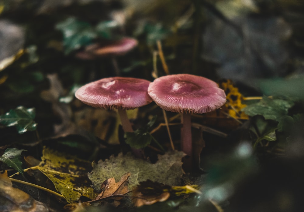 brown and white mushrooms on ground