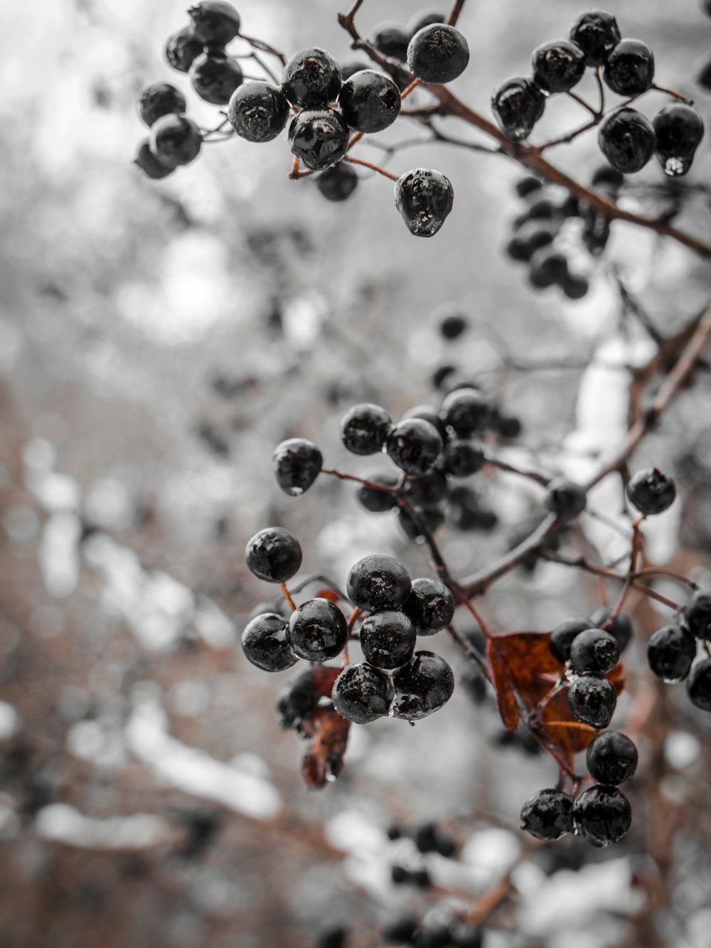 red round fruits on tree