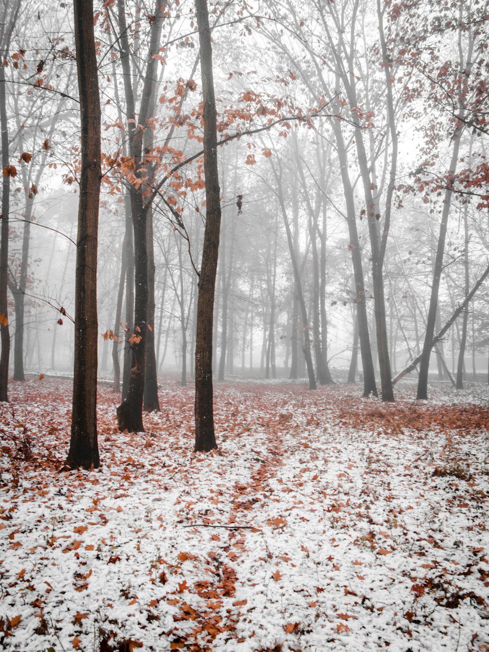 brown leaves on ground during daytime