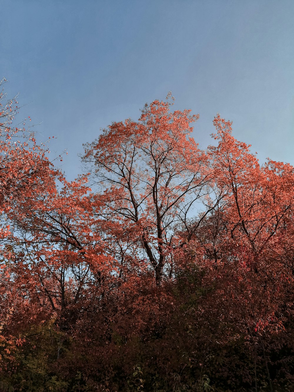 brown leaf tree under blue sky during daytime