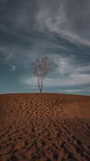 leafless tree on brown sand under blue sky