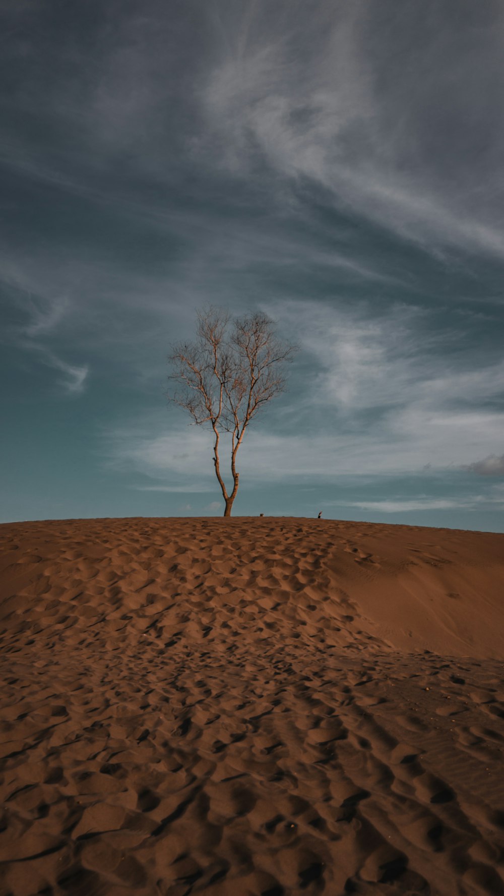 Árbol sin hojas sobre arena marrón bajo el cielo azul