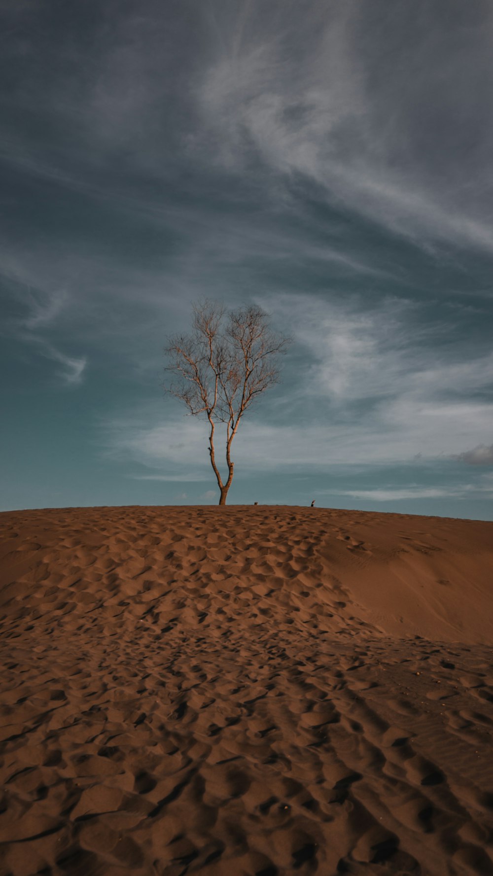 Arbre sans feuilles sur sable brun sous ciel bleu