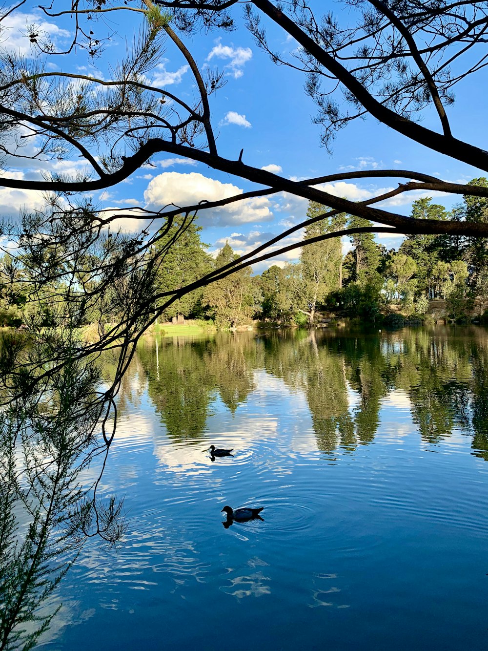 body of water near trees during daytime