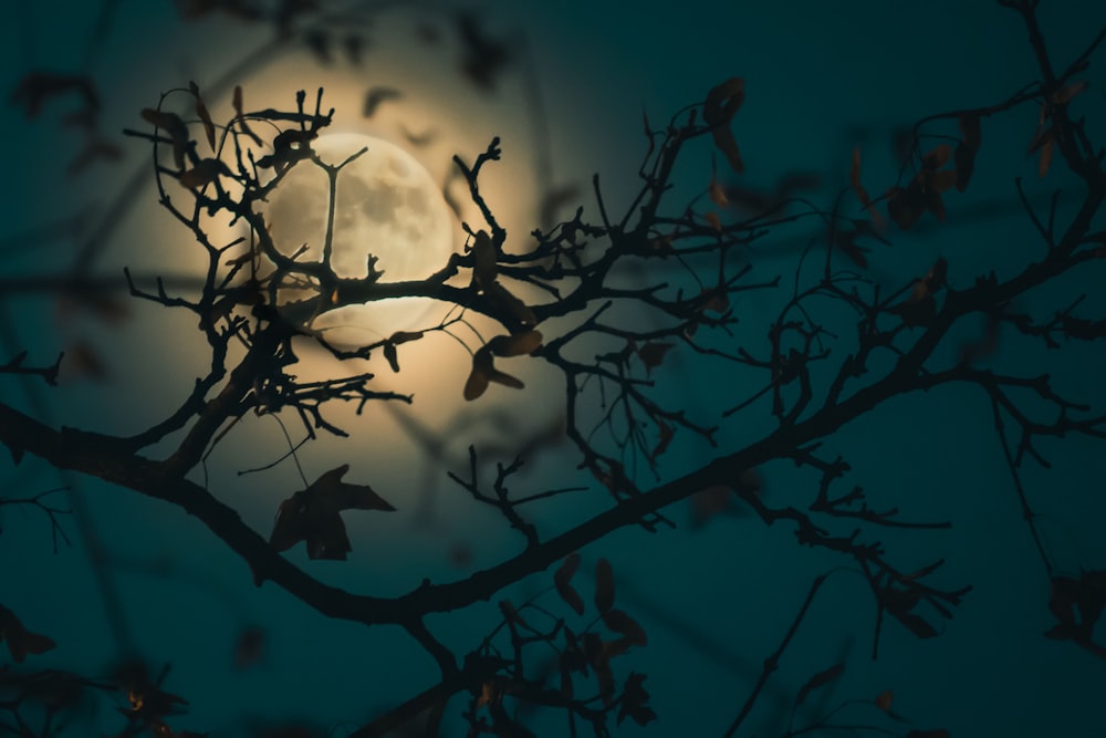 silhouette of tree branch with moon