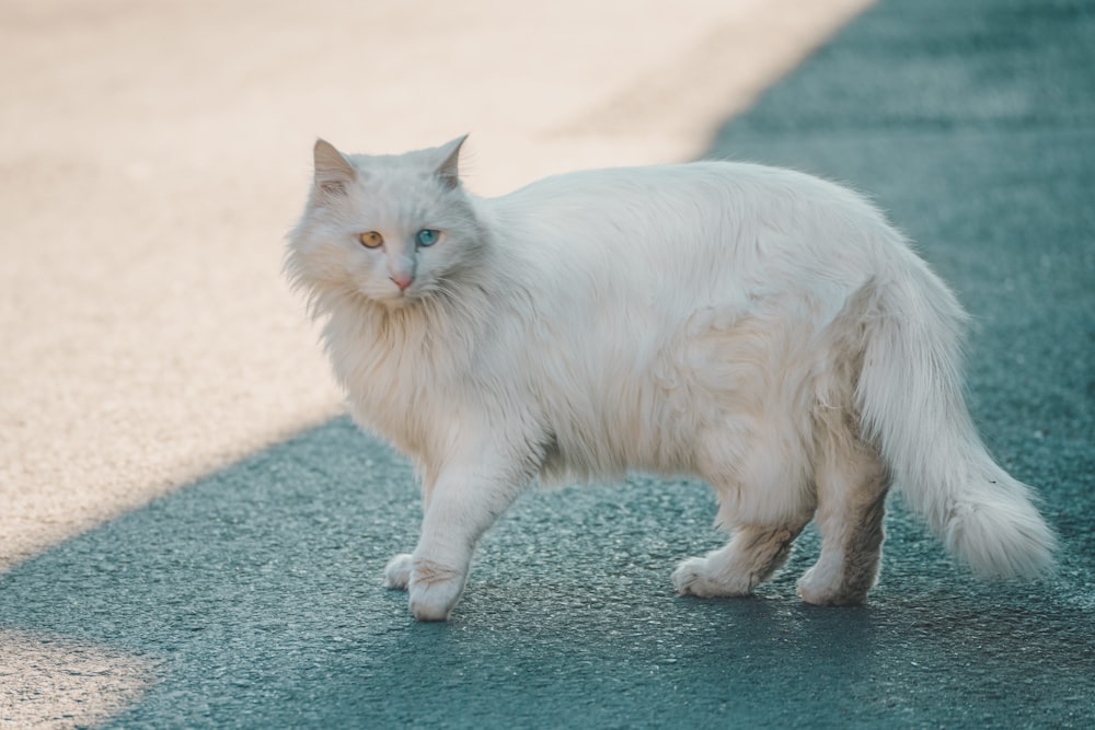 gato blanco sobre piso de concreto gris