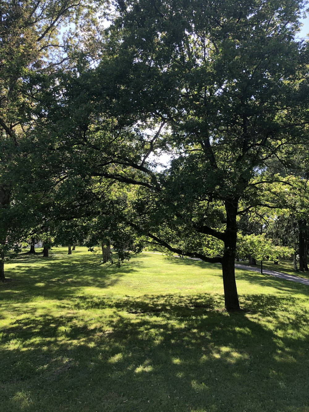 Grünes Grasfeld mit Bäumen tagsüber