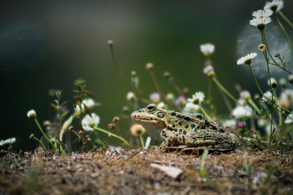 brown and black frog on brown soil