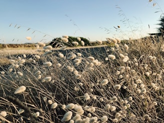 Wide shot of a sunlit open field with soft beige grasses swaying.