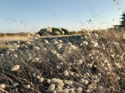 Wide shot of a sunlit open field with soft beige grasses swaying.