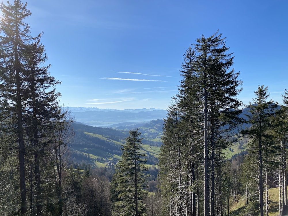 green pine trees under blue sky during daytime