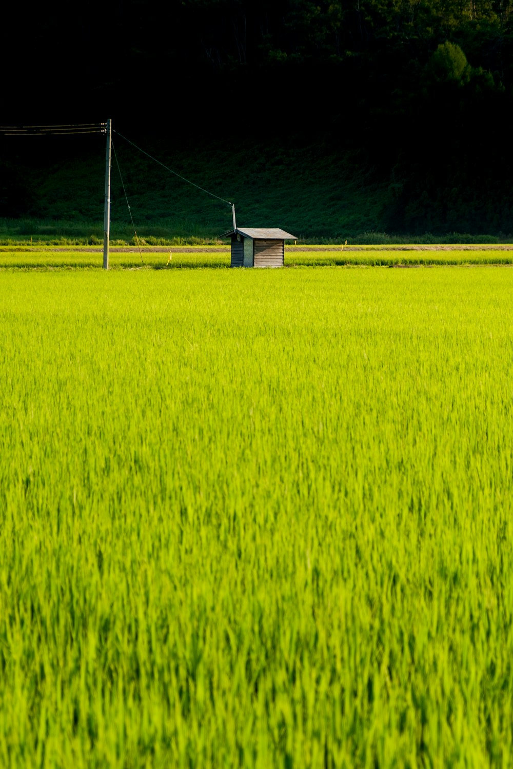 green grass field with a view of green mountain during daytime