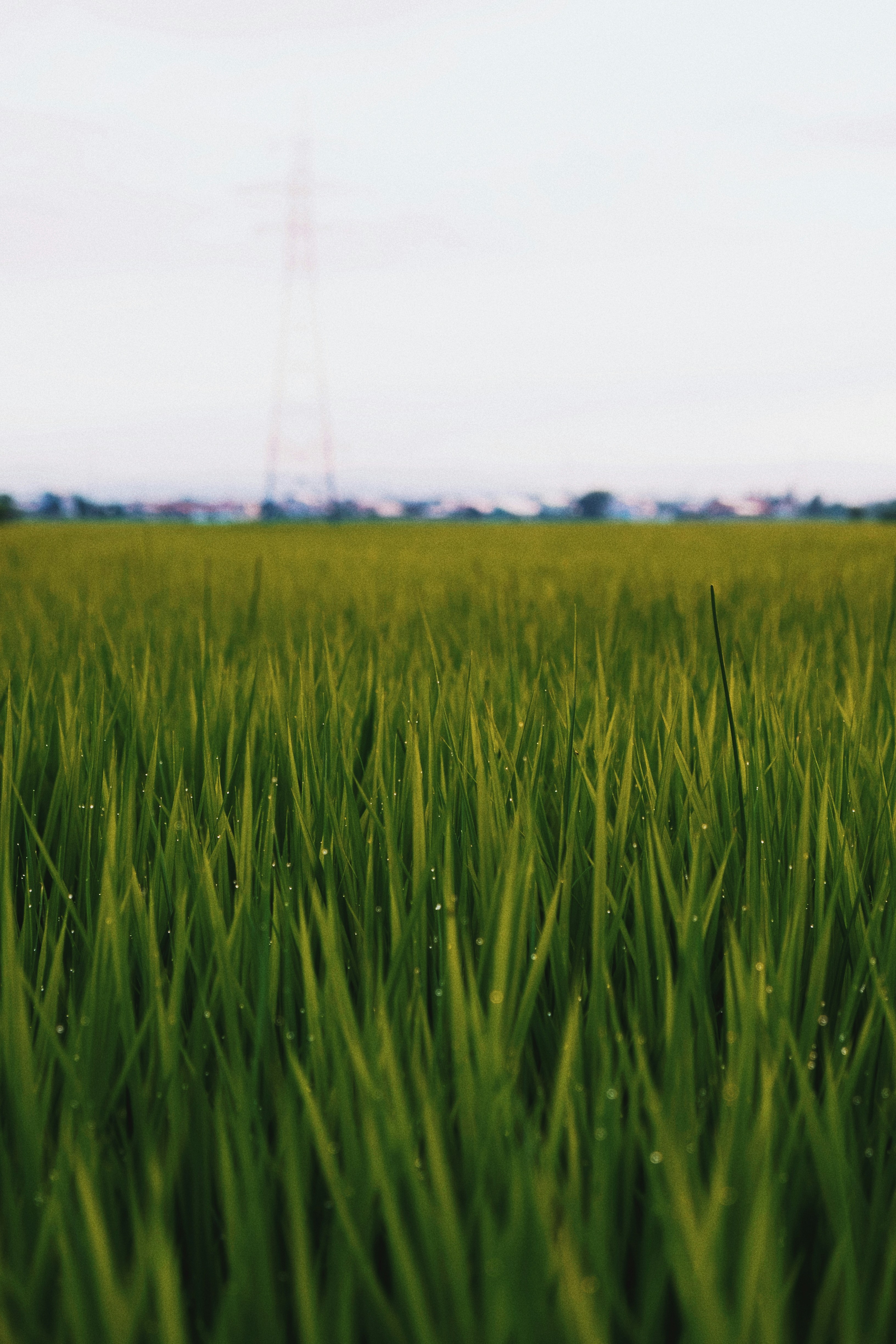 Dew on paddy field