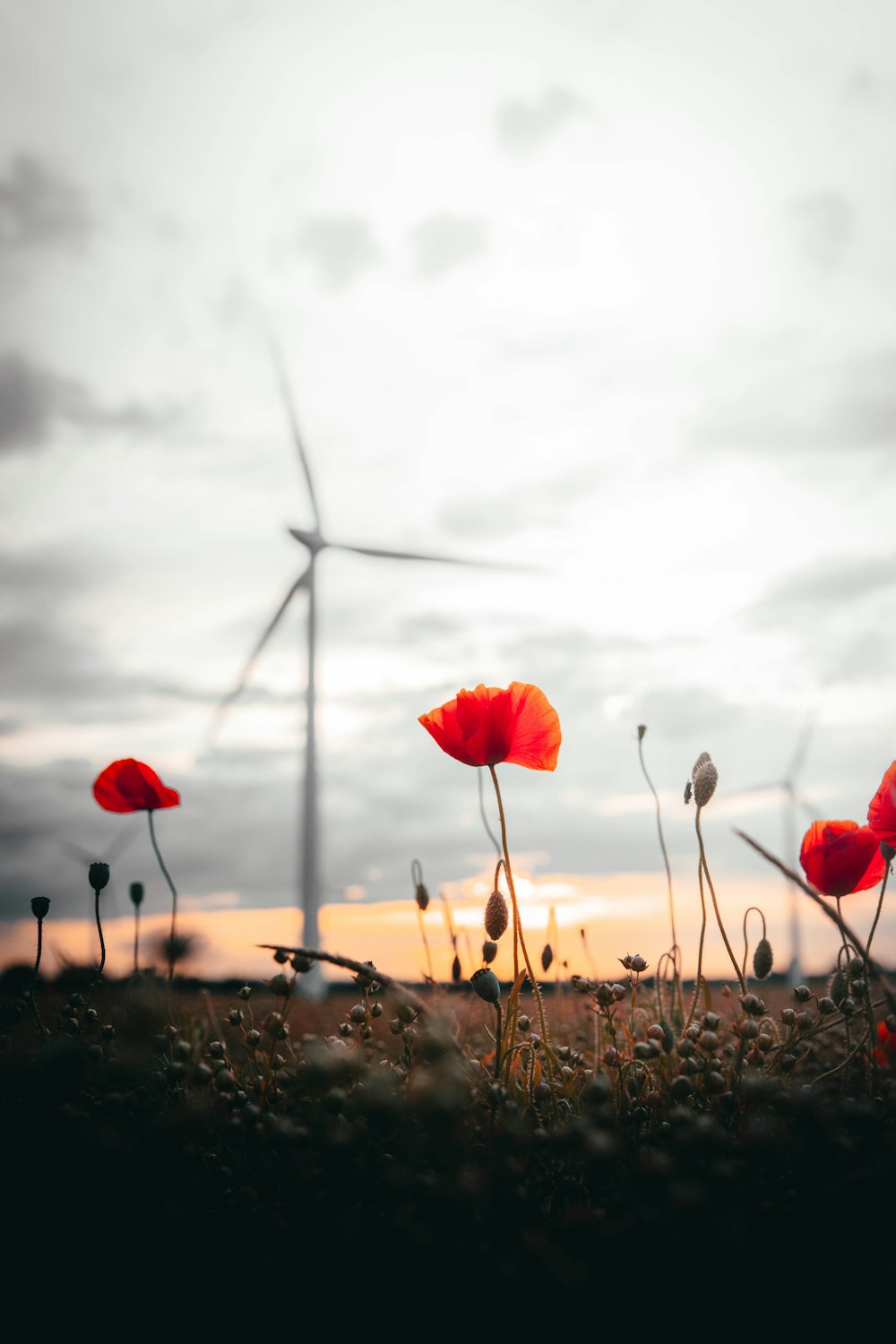 red flowers on brown field during daytime