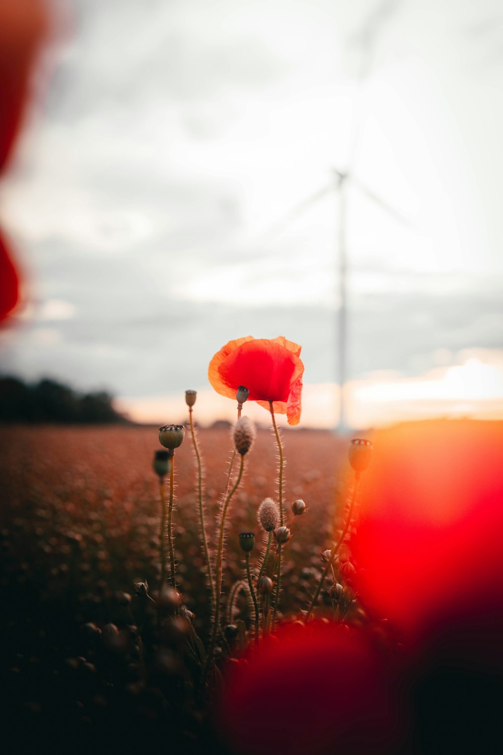 red flower on green grass during sunset