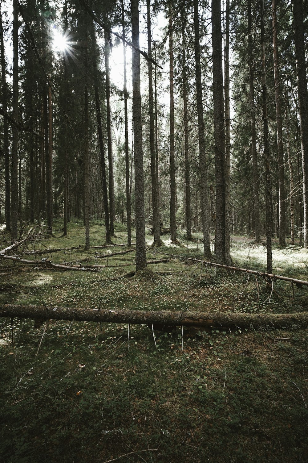 brown trees on brown soil