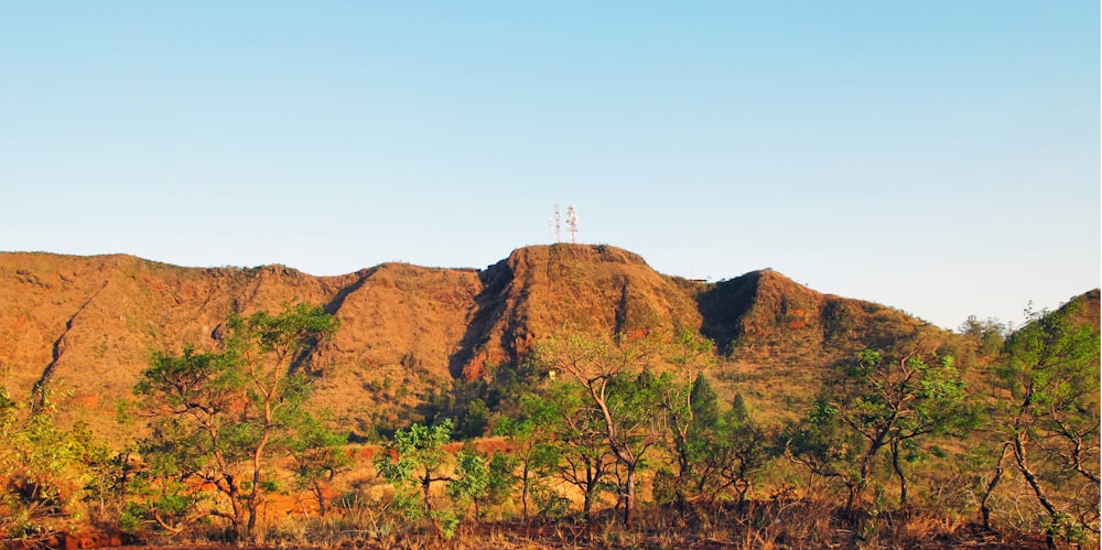 green trees on brown mountain during daytime