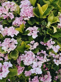 A stunning arrangement of hydrangeas in full bloom.